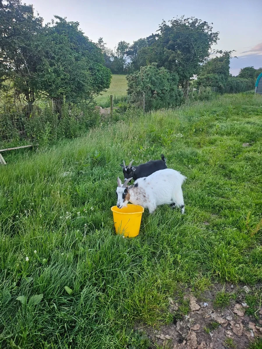 Pygmy  Goat - Image 3