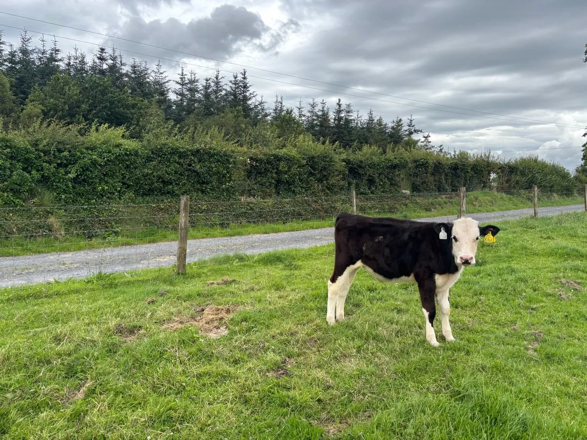 5 friesen bull weanlings - Image 2