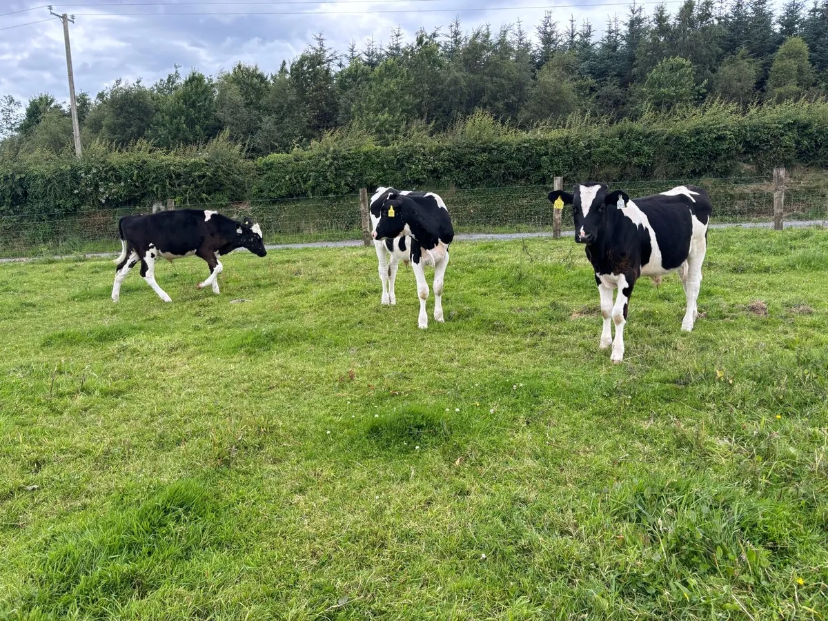 5 friesen bull weanlings - Image 4