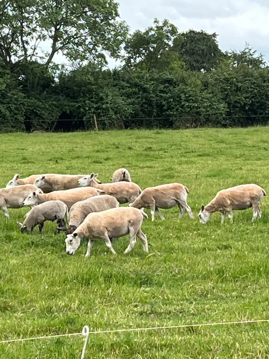 Ewes - Image 1