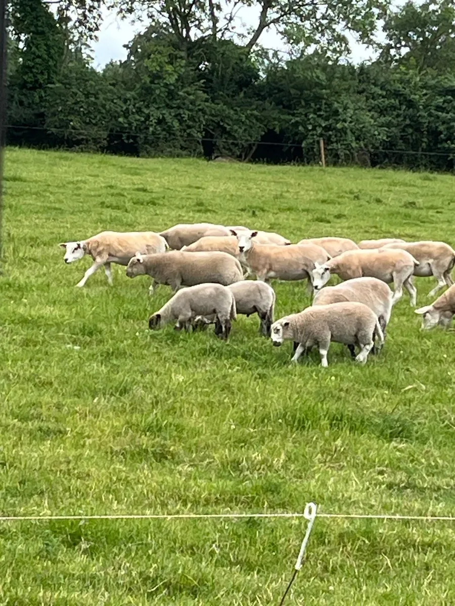 Ewes - Image 3