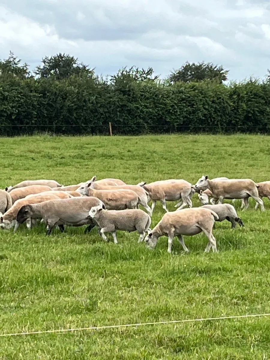 Ewes - Image 4