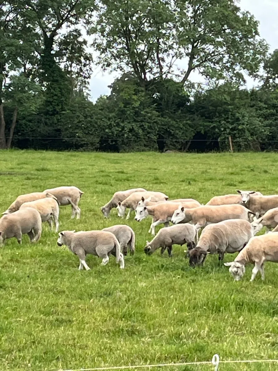 Ewes - Image 2