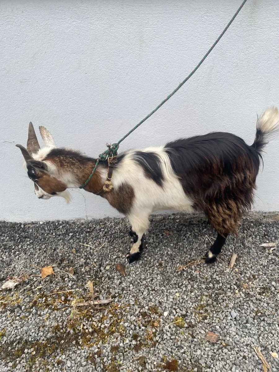 Pygmy goat - Image 1