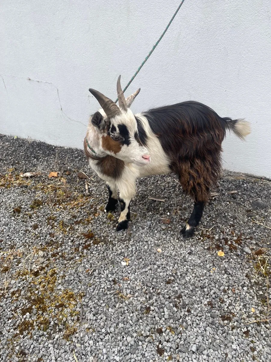 Pygmy goat - Image 2