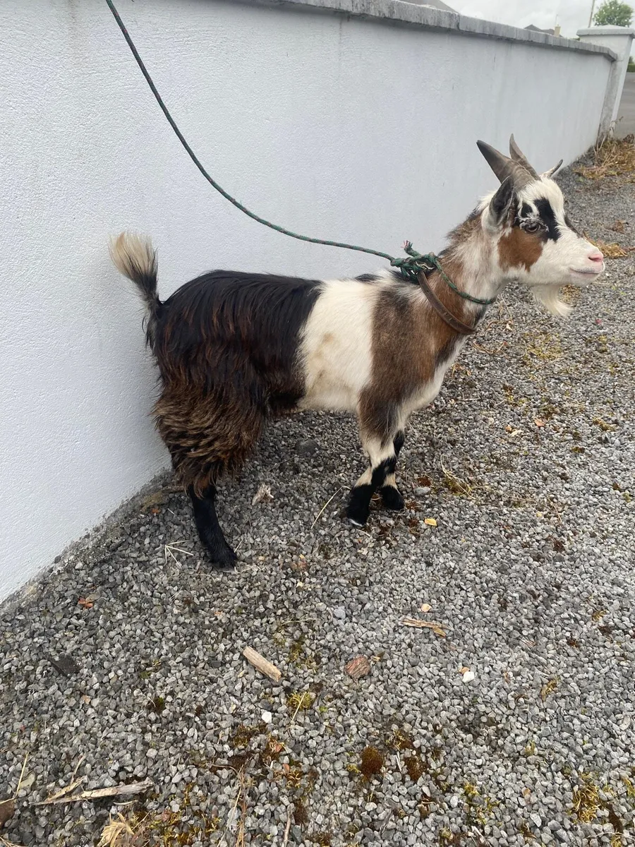 Pygmy goat - Image 3