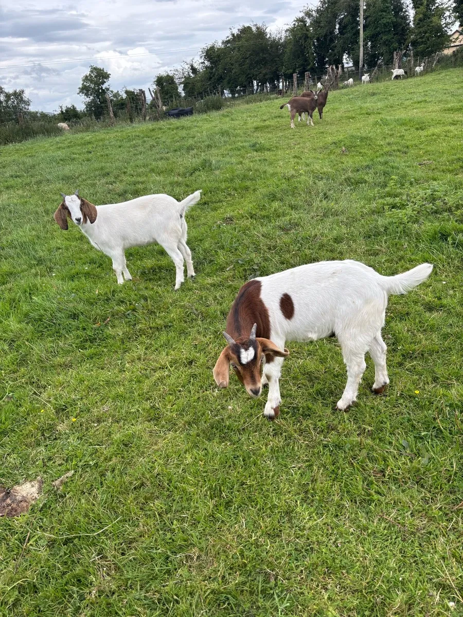 Large range of goats in stock in Gurteen Ballymote - Image 1