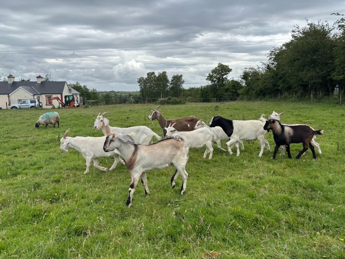 Large range of goats in stock in Gurteen Ballymote - Image 2