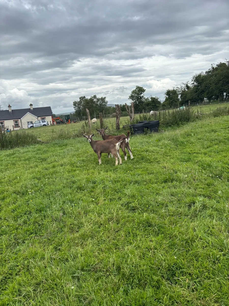 Large range of goats in stock in Gurteen Ballymote - Image 3