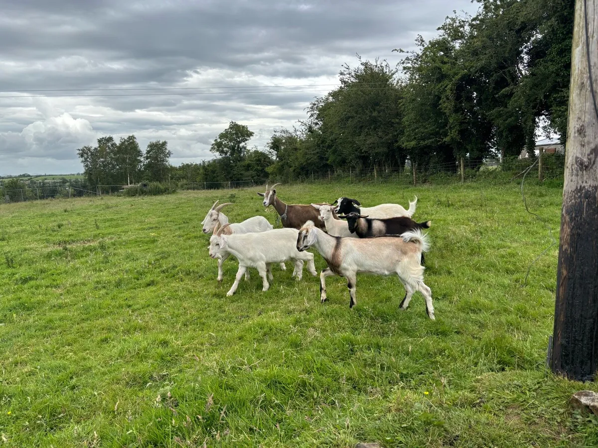 Large range of goats in stock in Gurteen Ballymote - Image 4