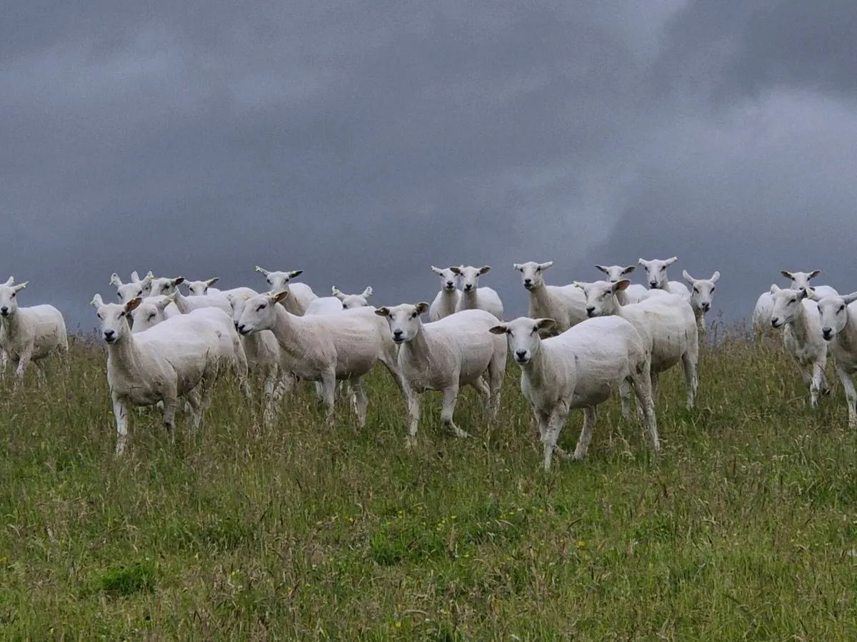 LLEYN HOGGETS - Image 2