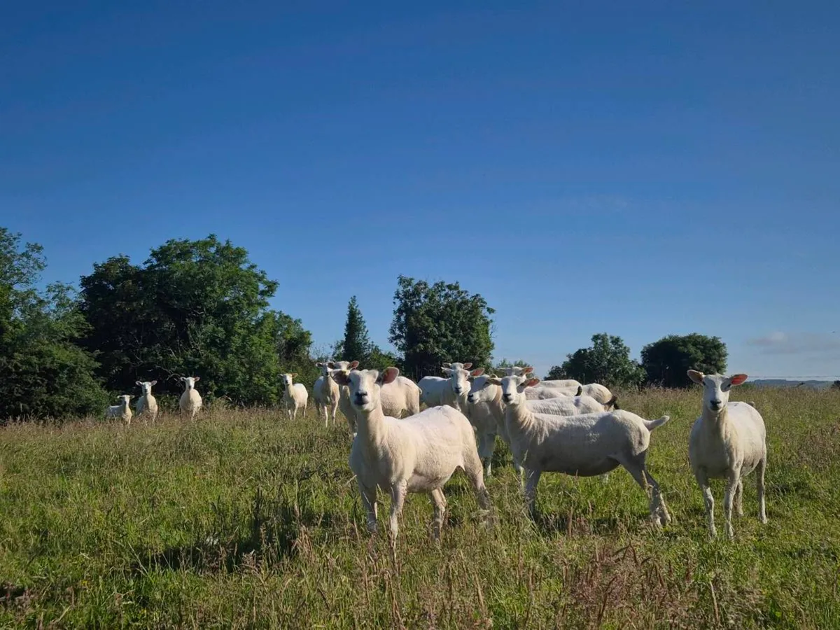 LLEYN HOGGETS - Image 3