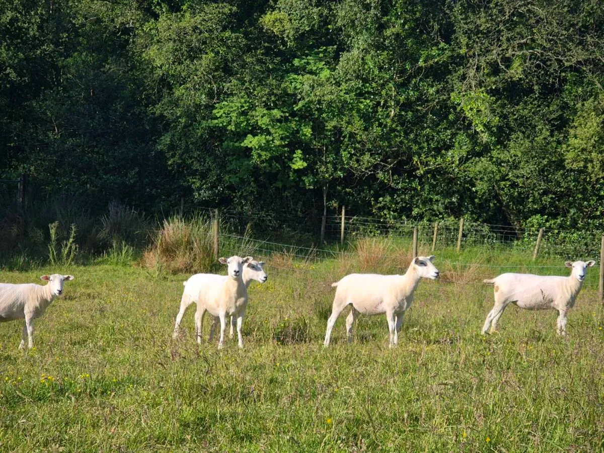 LLEYN HOGGETS - Image 4