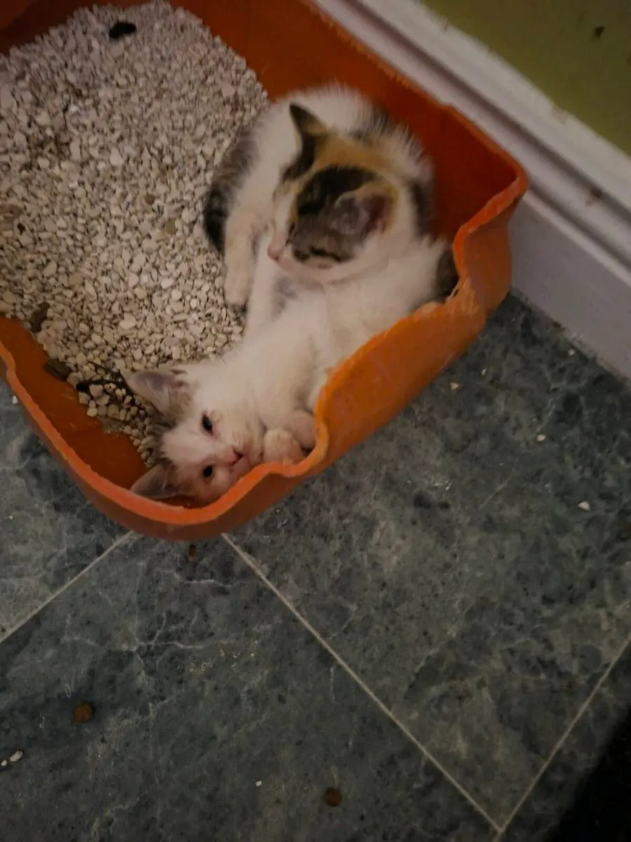 Kittens - Image 2