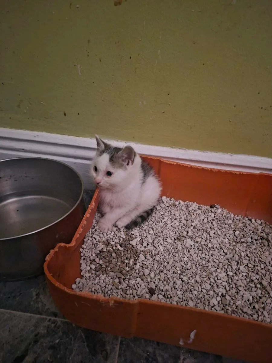Kittens - Image 1