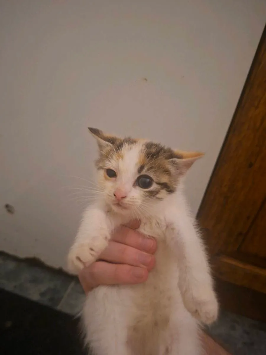 Kittens - Image 3