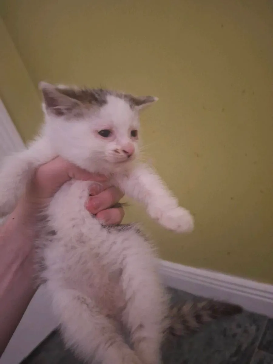 Kittens - Image 4