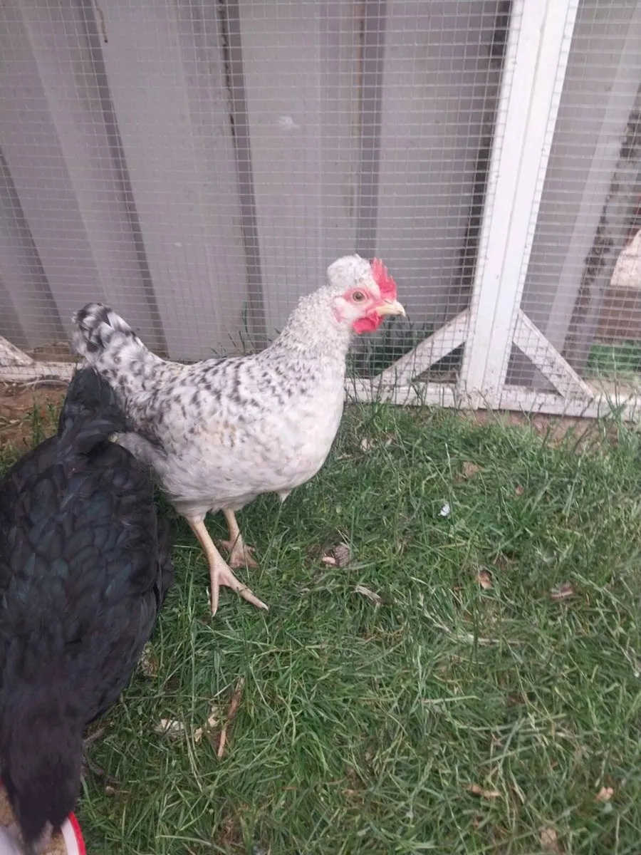 Cream legbar cockerel - Image 4