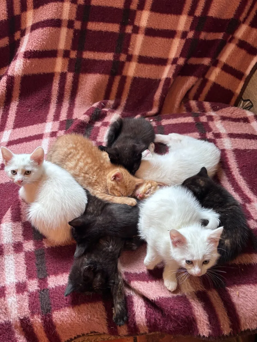 Kittens - Image 1