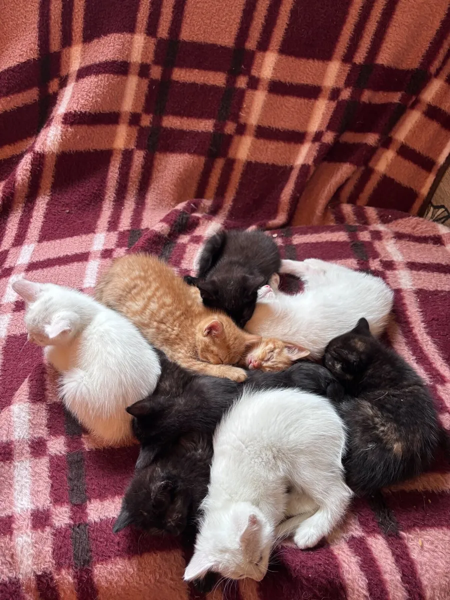 Kittens - Image 2