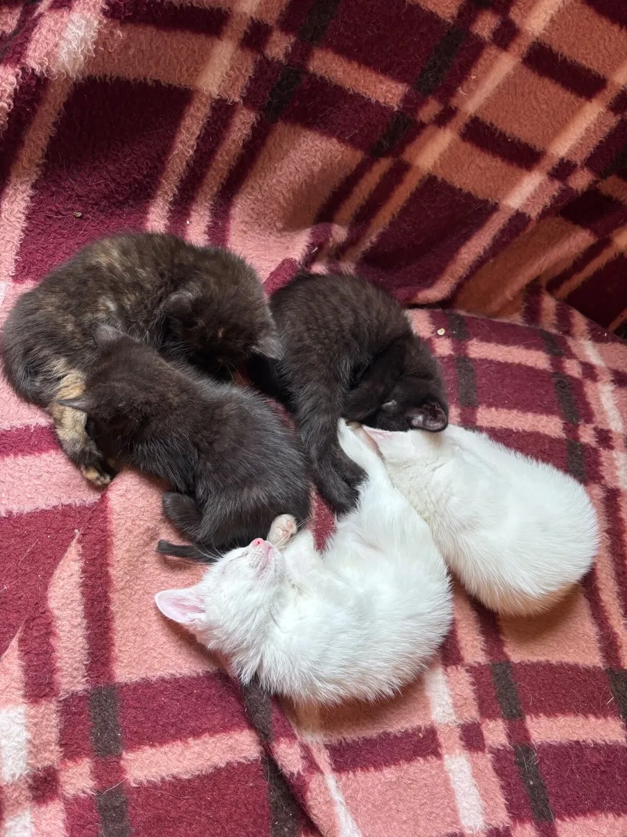 Kittens - Image 3