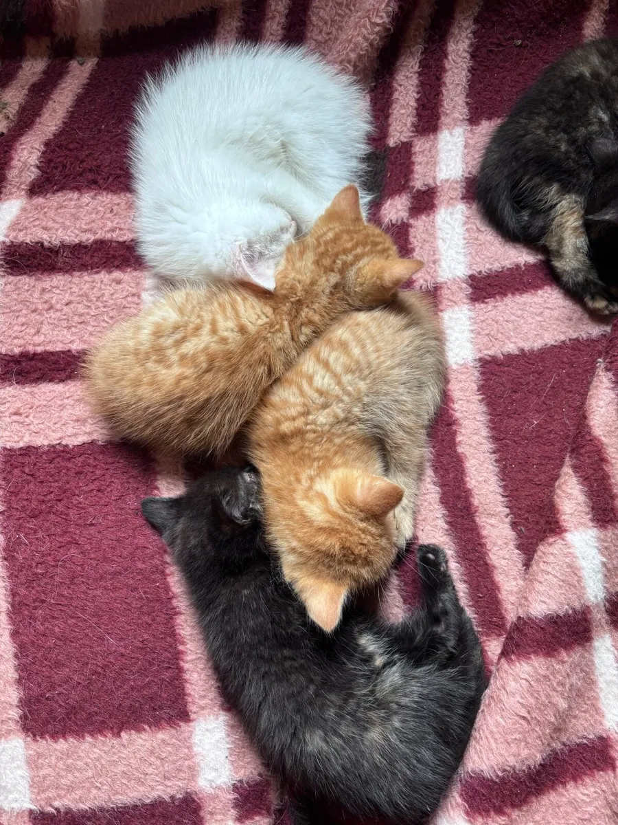 Kittens - Image 4