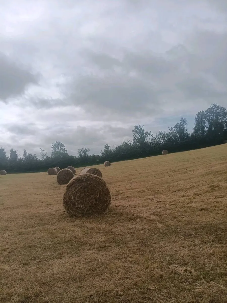 Round bales of hay - Image 2