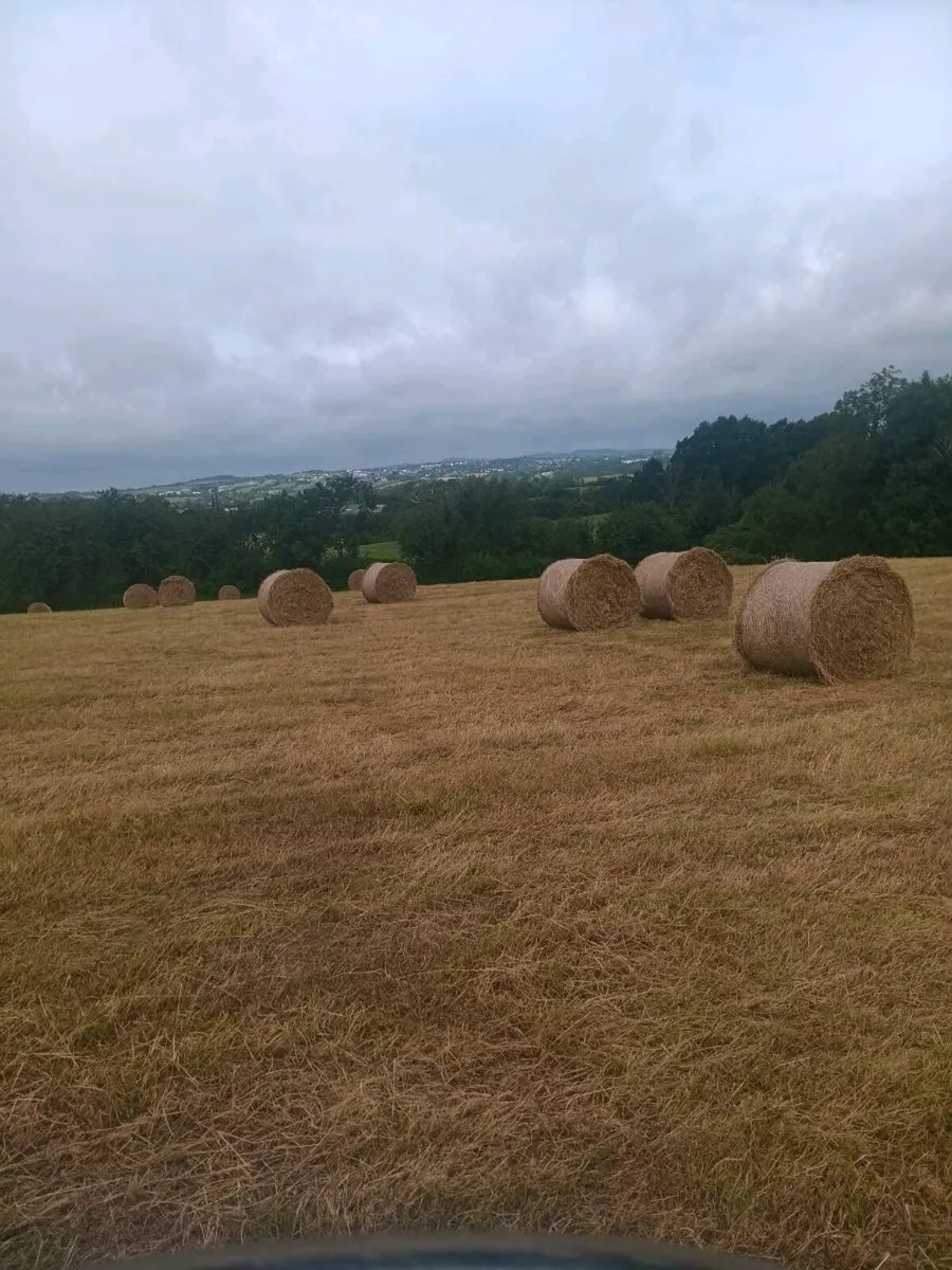 Round bales of hay - Image 3