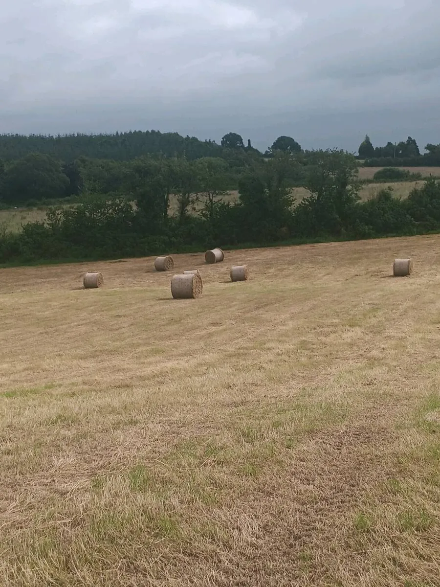 Round bales of hay - Image 4