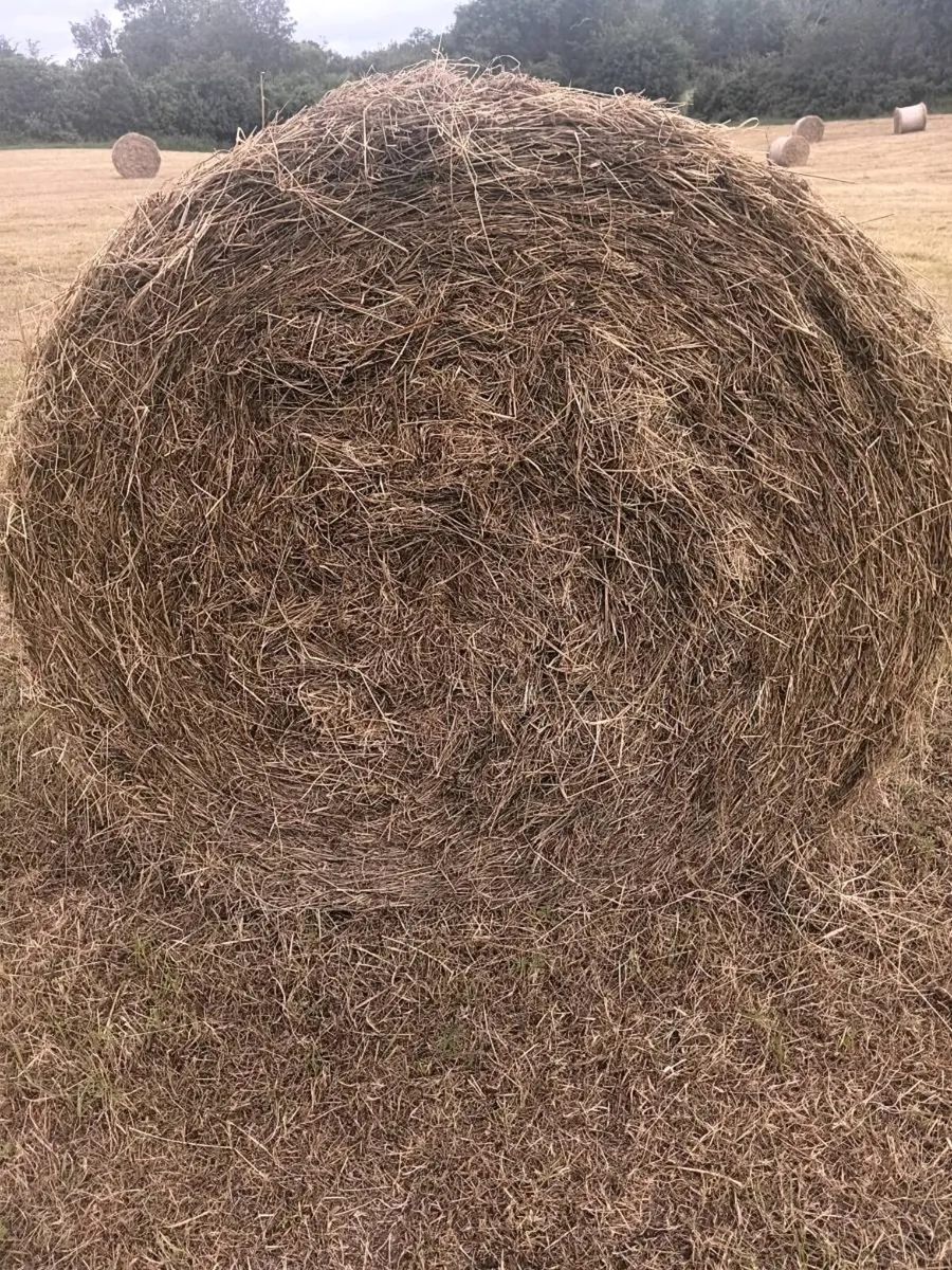 Round bales of hay - Image 1