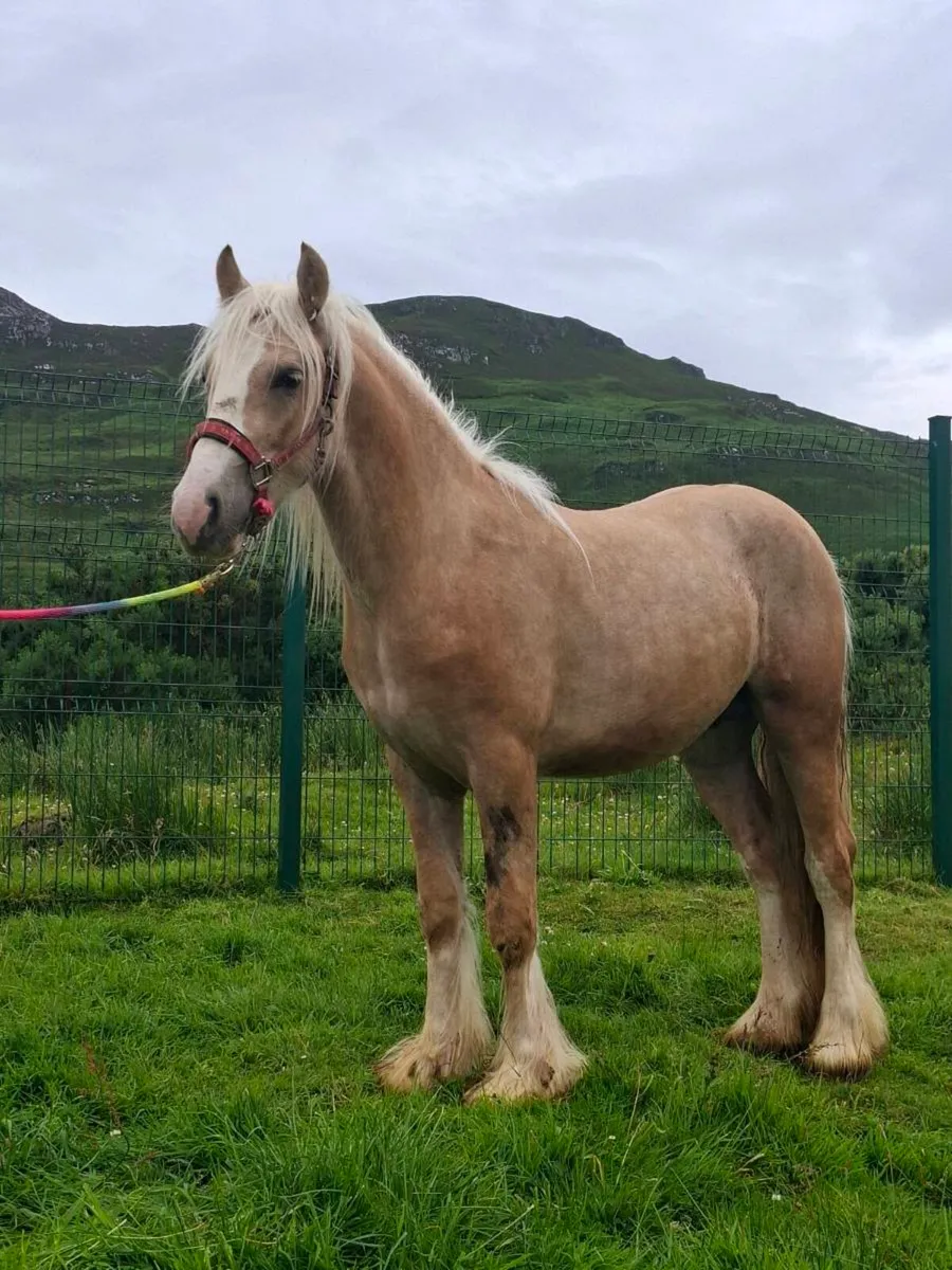 Palomino horse - Image 1