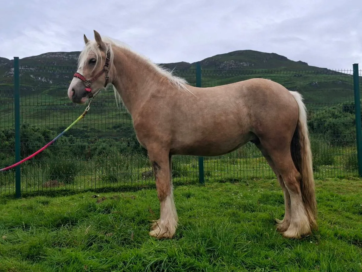 Palomino horse - Image 2