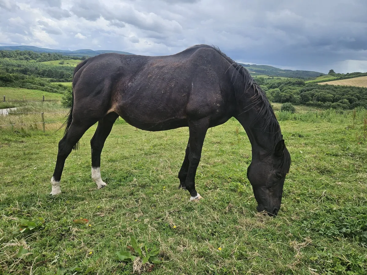 Thoroughbred - Image 2
