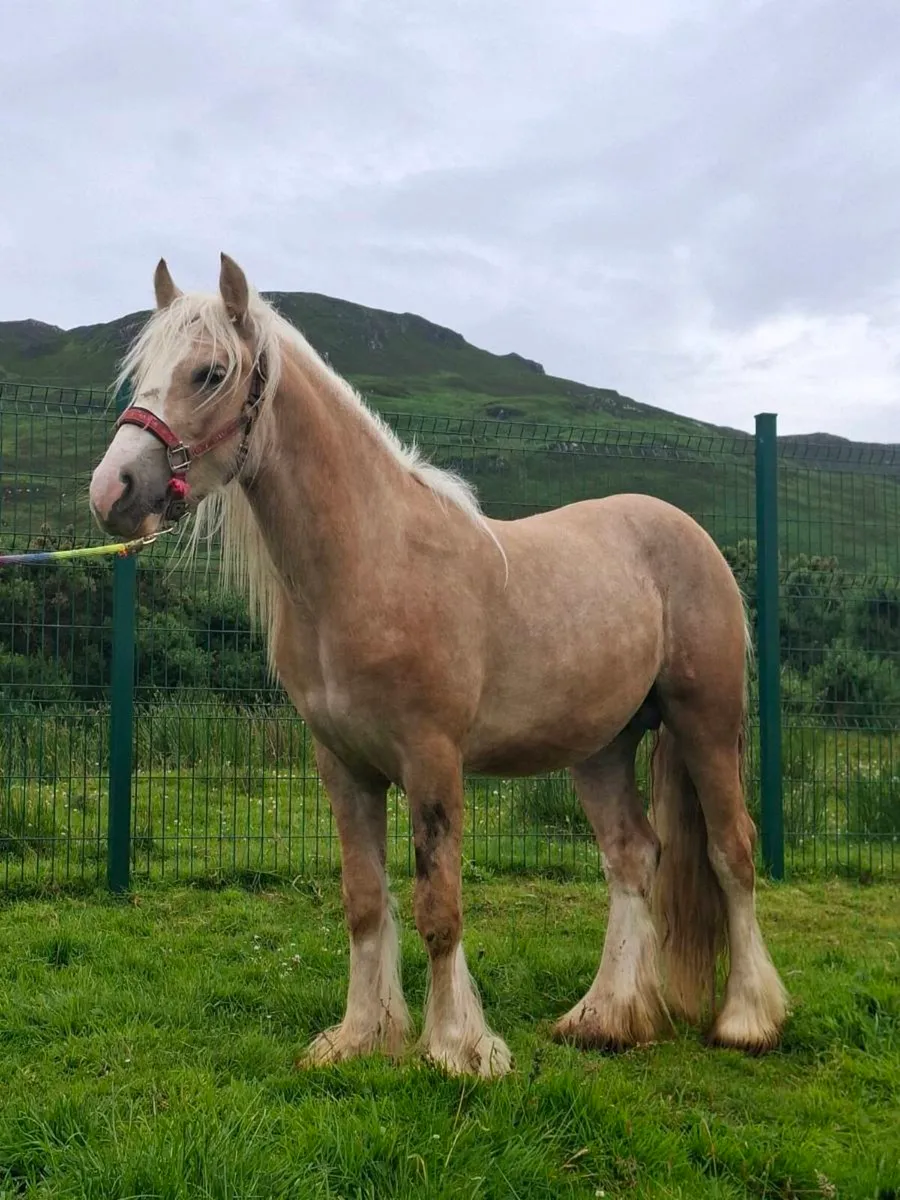 Palomino horse - Image 3
