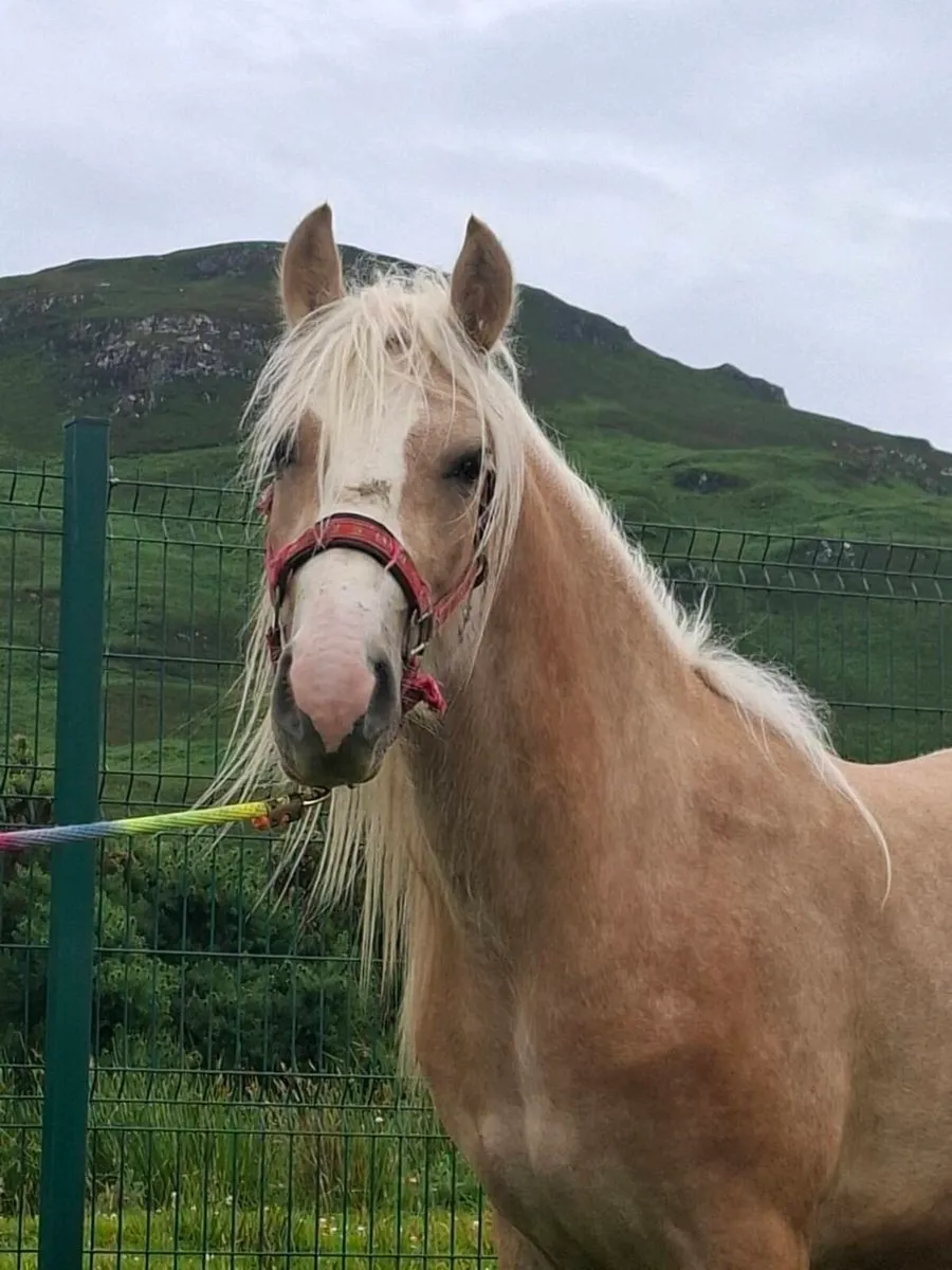 Palomino horse - Image 4