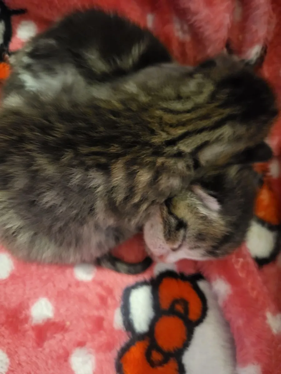 FREE Kittens!! - Image 2