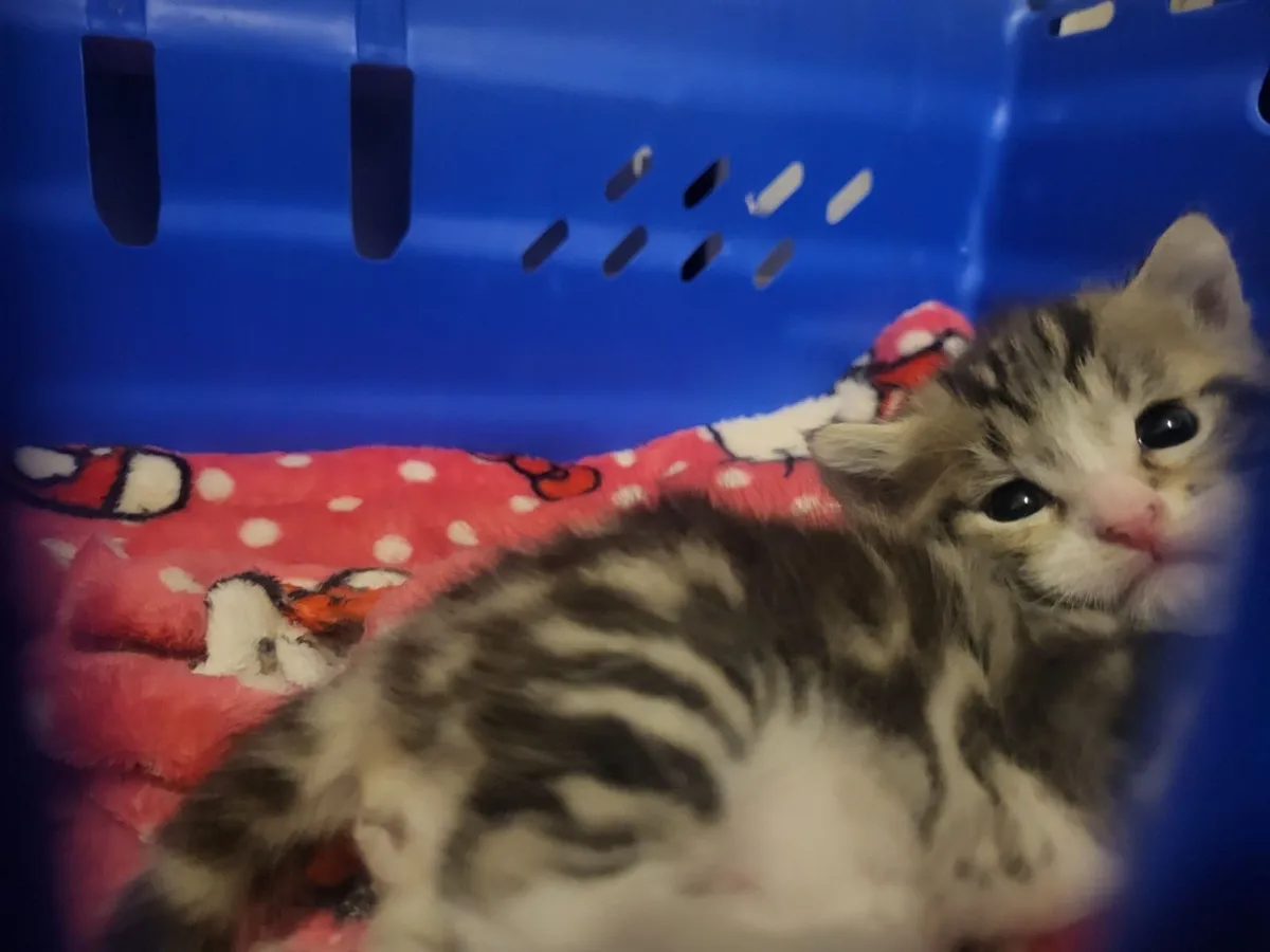 FREE Kittens!! - Image 3
