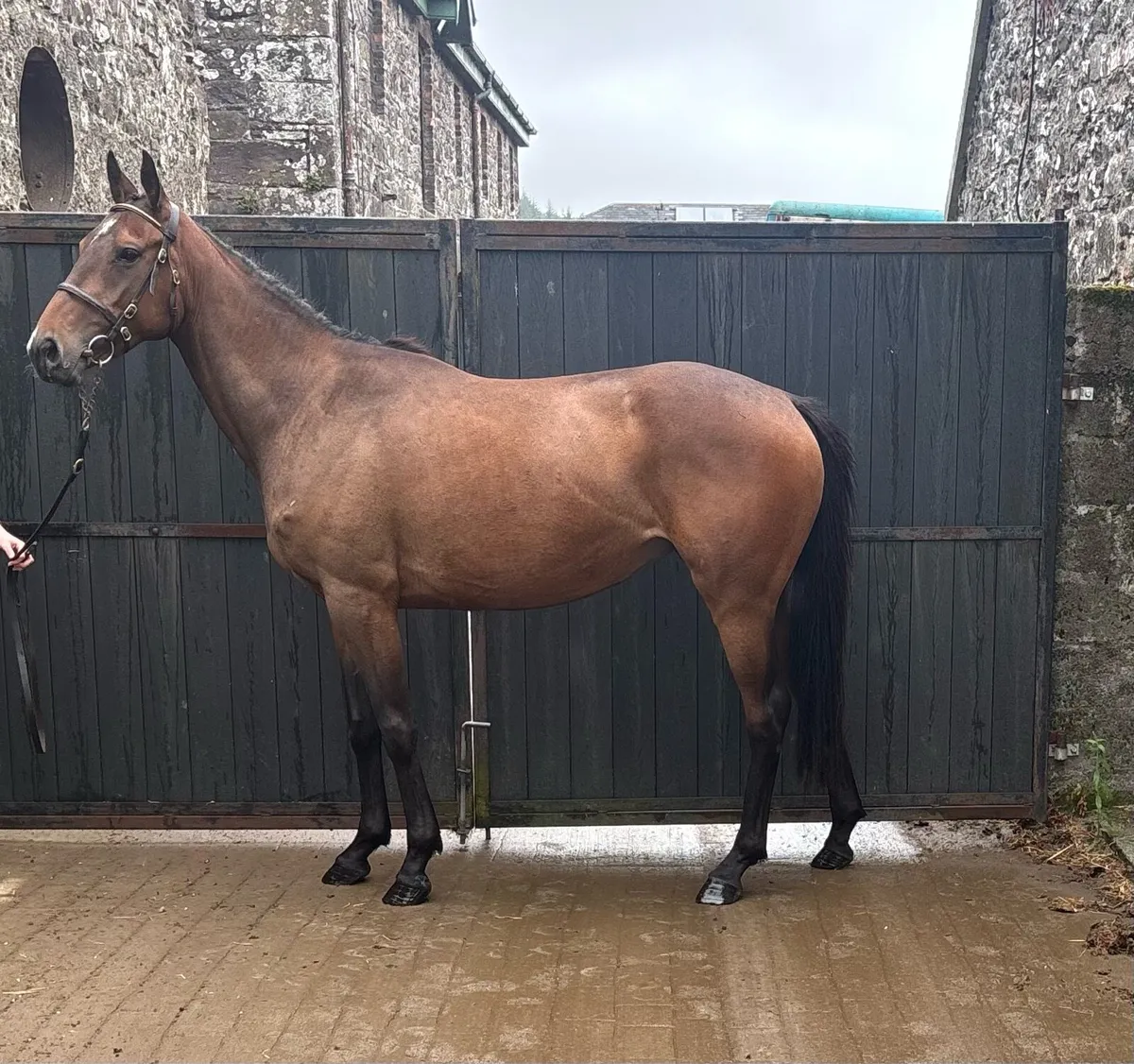 Workforce X two time winning Kalanisi dam - Image 1