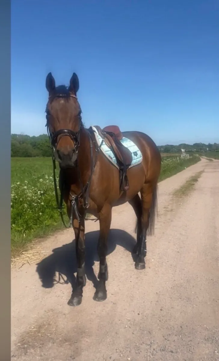 Horse