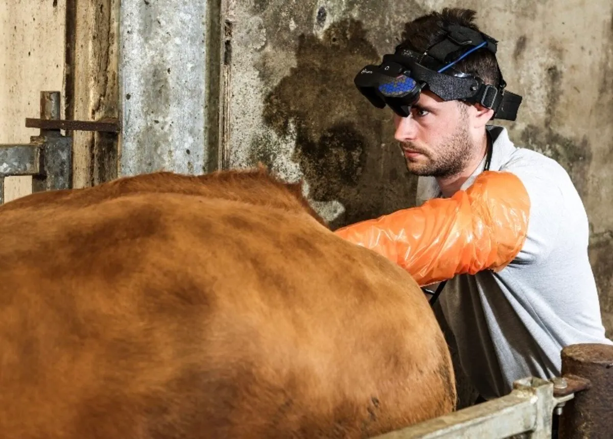Bovine Pregnancy scanning service - Image 1