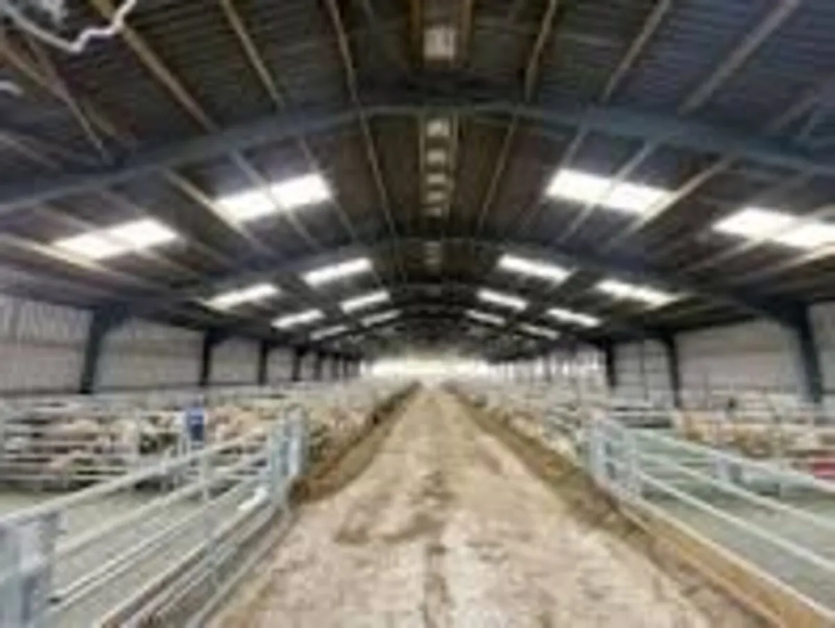 Sheep Shed - wanted to rent - Image 2