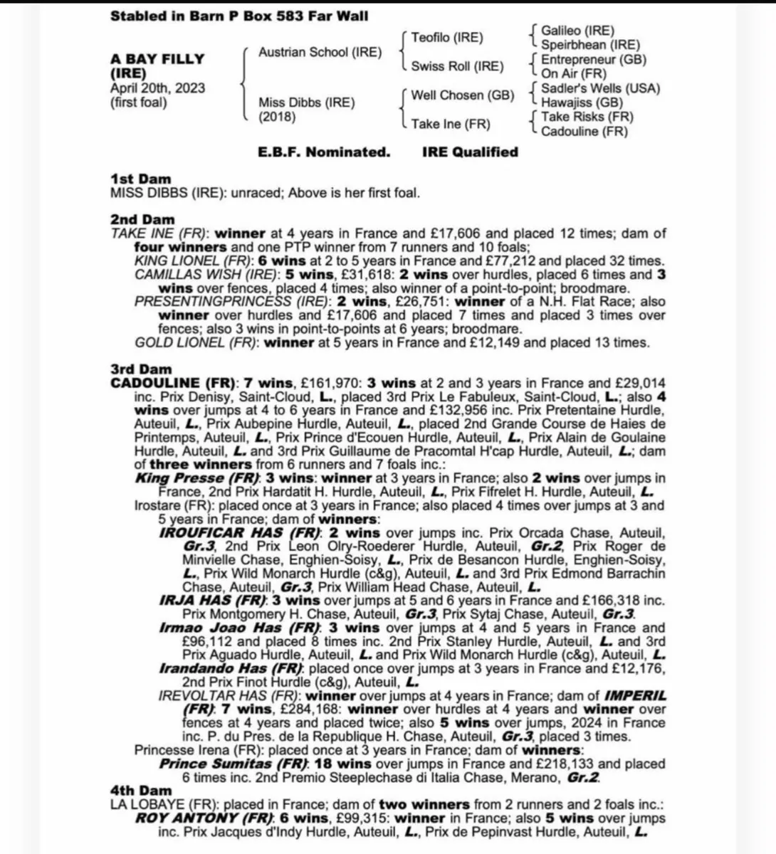 NH Fillies for sale - Image 4