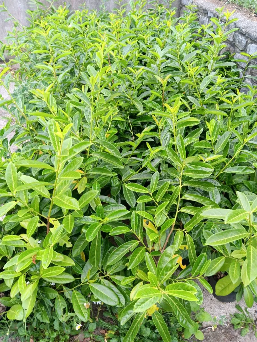Laurel Hedging / Scots Pine - Image 1