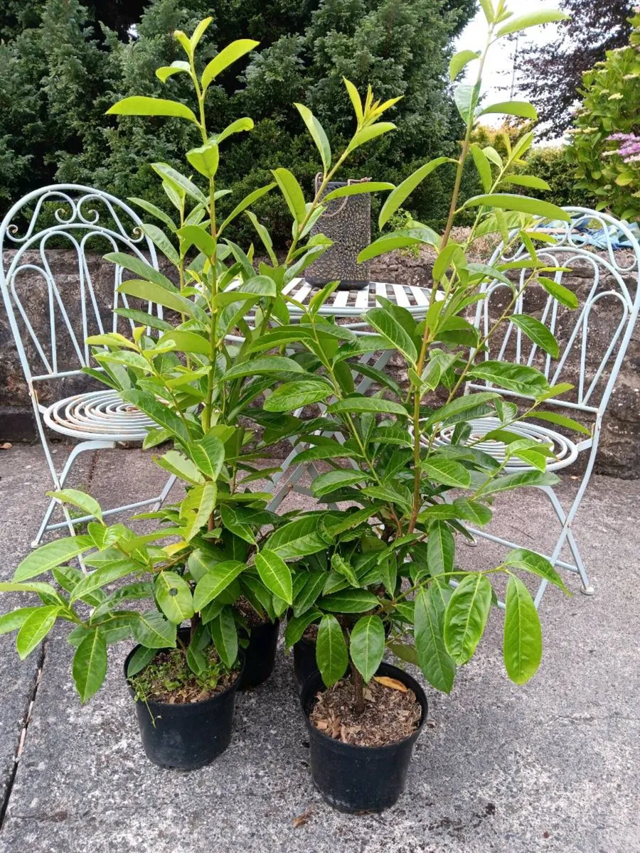 Laurel Hedging / Scots Pine - Image 2