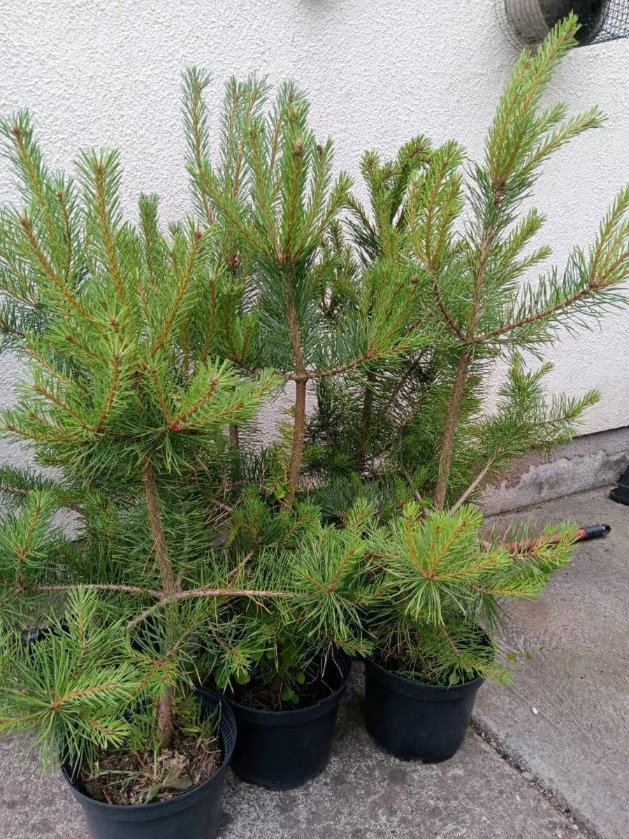 Laurel Hedging / Scots Pine - Image 3
