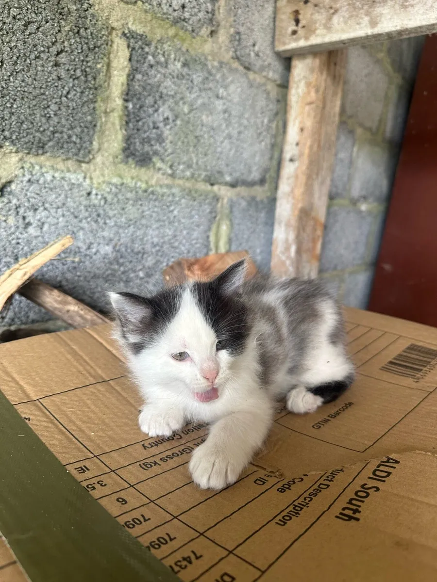 Kitten - Image 4