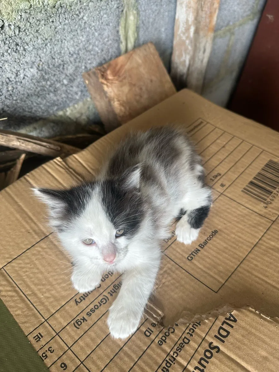 Kitten - Image 2
