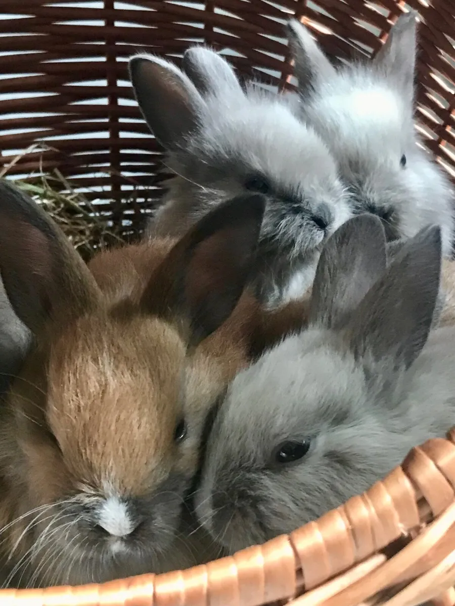 Bunnies - Image 1