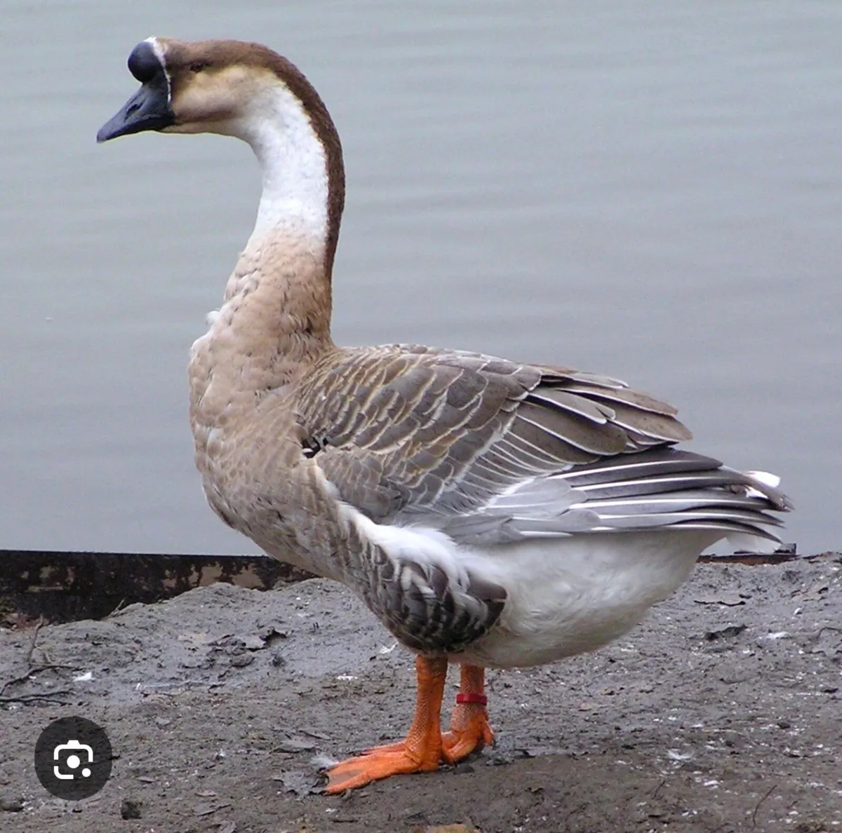 2 female Chinese geese “coloured “