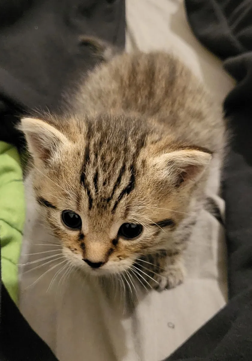 FREE Kittens!! - Image 1
